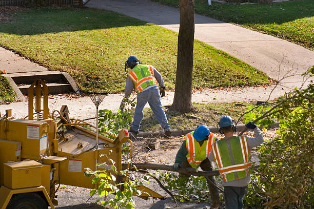 Best Tree Mulching  in Waynesburg, OH